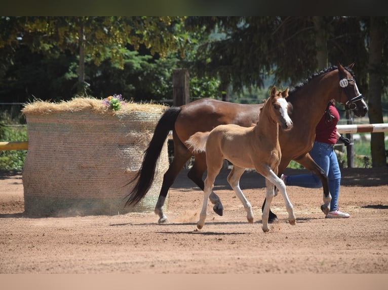 Deutsches Reitpony Hengst Fohlen (04/2026) Fuchs in Kamern OT Rehberg