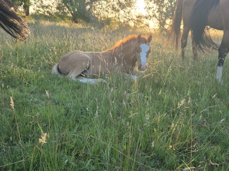 Deutsches Reitpony Hengst Fohlen (04/2026) Fuchs in Kamern OT Rehberg