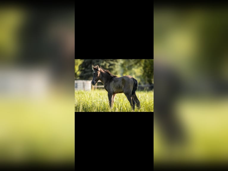 Deutsches Reitpony Hengst  Grullo in H&#xFC;nxe