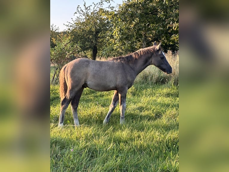 Deutsches Reitpony Hengst Fohlen (05/2024) Grullo in Rosendahl