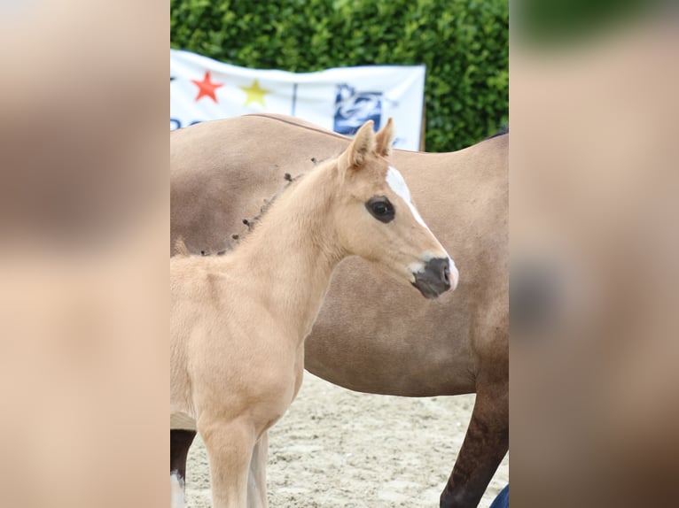 Deutsches Reitpony Hengst Fohlen (05/2024) Grullo in Rosendahl