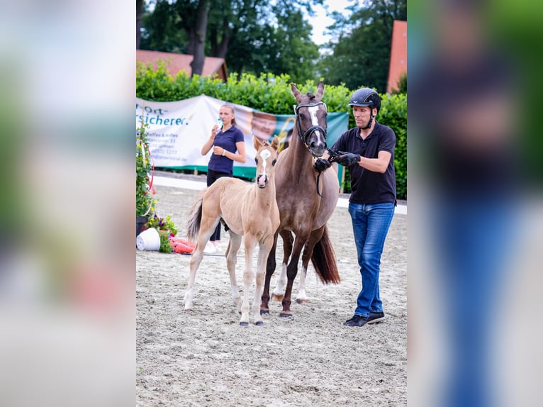 Deutsches Reitpony Hengst Fohlen (05/2024) Grullo in Rosendahl