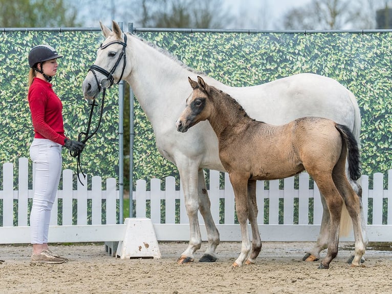 Deutsches Reitpony Hengst Fohlen (02/2026) Kann Schimmel werden in Münster-Handorf