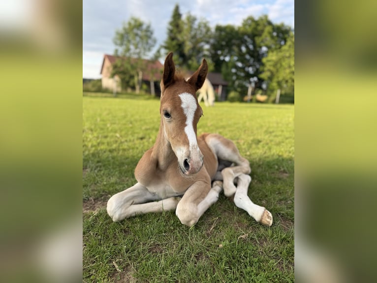 Deutsches Reitpony Hengst  Kann Schimmel werden in Welzheim