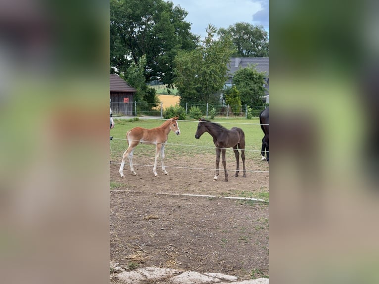 Deutsches Reitpony Hengst  Kann Schimmel werden in Welzheim