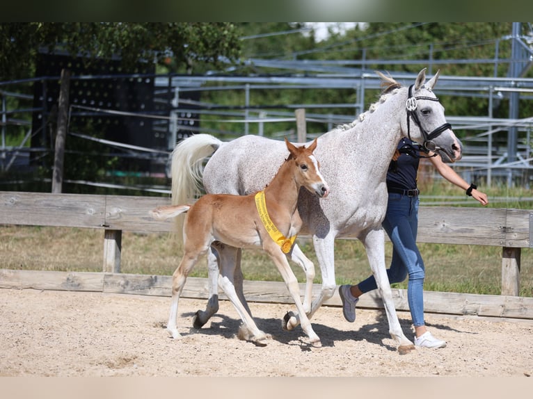 Deutsches Reitpony Hengst  Kann Schimmel werden in Welzheim