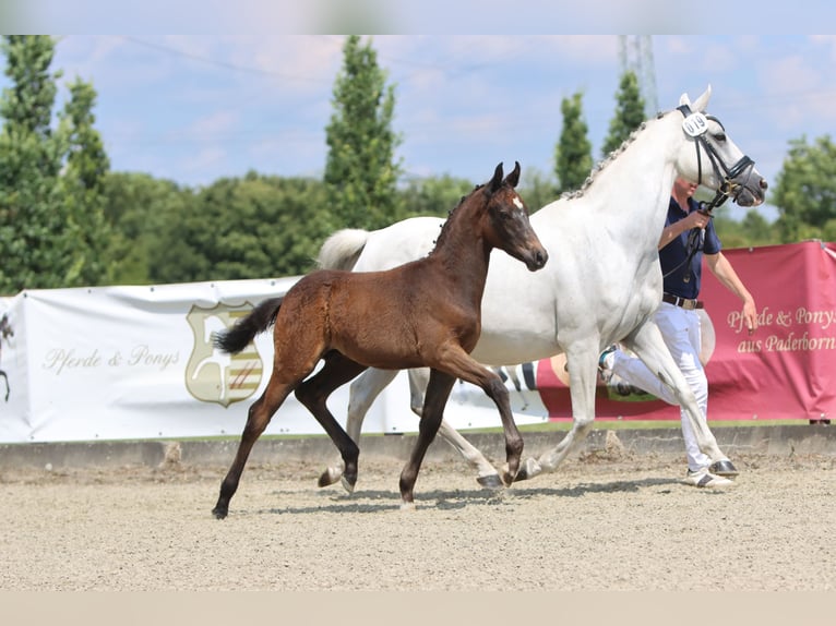 Deutsches Reitpony Hengst Fohlen (04/2024) Kann Schimmel werden in Delbrück