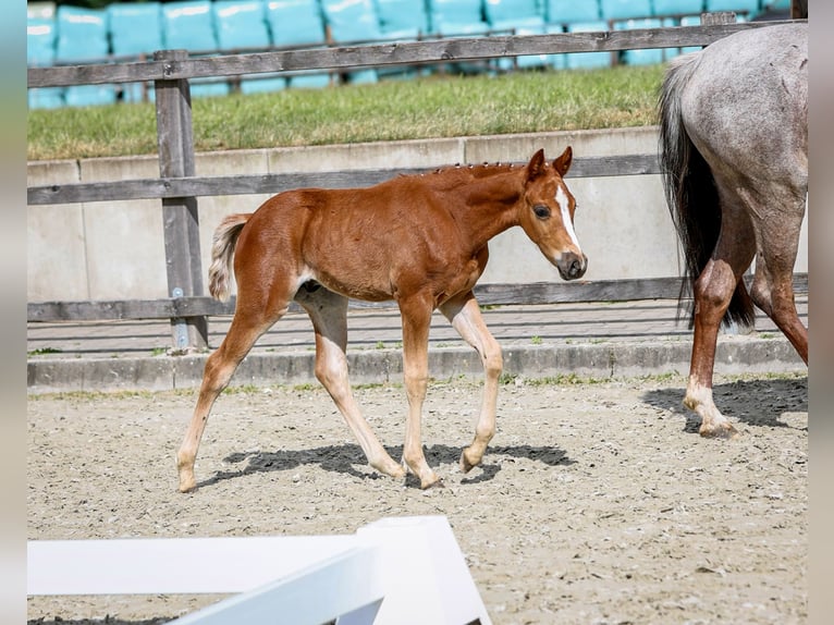 Deutsches Reitpony Hengst  Kann Schimmel werden in Wangerland Hohenkirchen