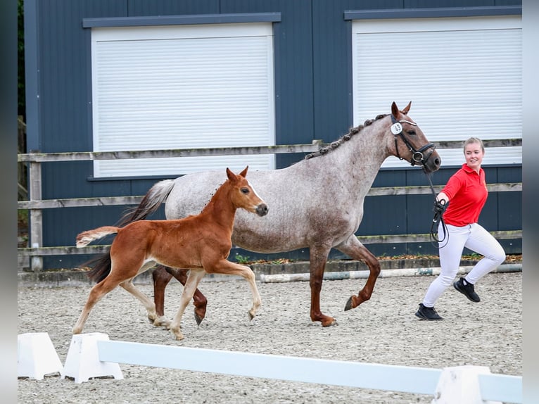Deutsches Reitpony Hengst  Kann Schimmel werden in Wangerland Hohenkirchen