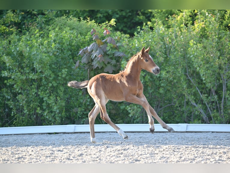 Deutsches Reitpony Hengst  Kann Schimmel werden in Libbesdorf