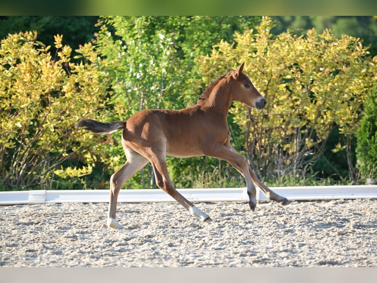 Deutsches Reitpony Hengst  Kann Schimmel werden in Libbesdorf