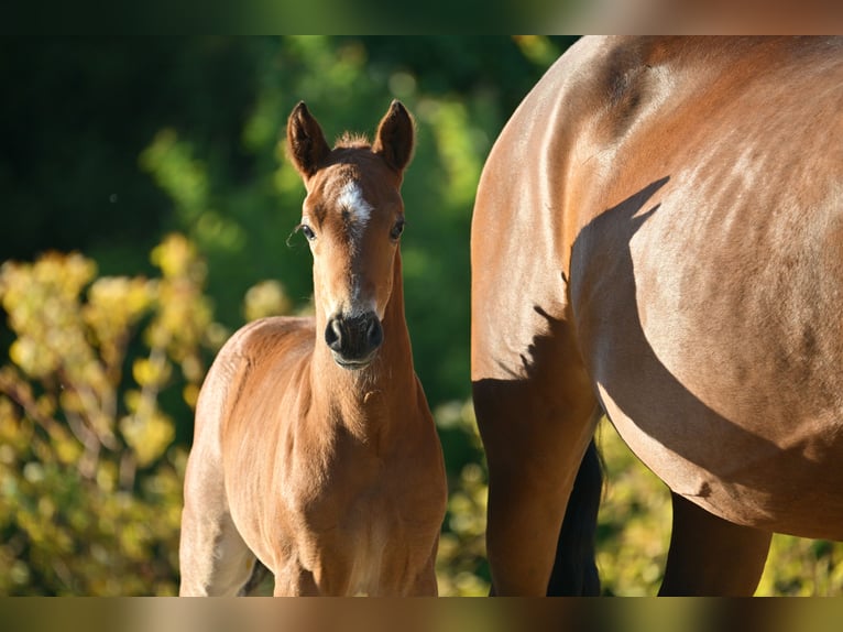 Deutsches Reitpony Hengst  Kann Schimmel werden in Libbesdorf