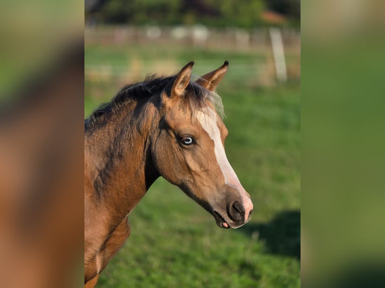 Deutsches Reitpony Hengst Fohlen (05/2026) Overo-alle-Farben in Lüdinghausen