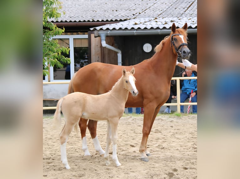 Deutsches Reitpony Hengst Fohlen (05/2026) Palomino in Bernstadt auf dem Eigen