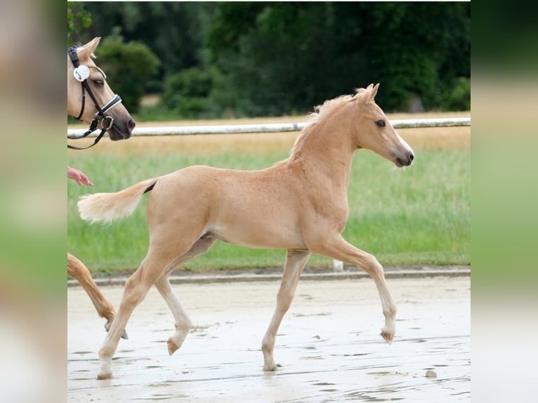 Deutsches Reitpony Hengst Fohlen (04/2025) Palomino in M&#xFC;nster