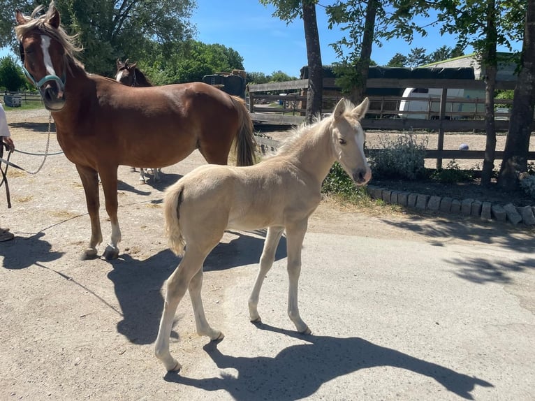 Deutsches Reitpony Hengst Fohlen (05/2026) Palomino in Kottingbrunn