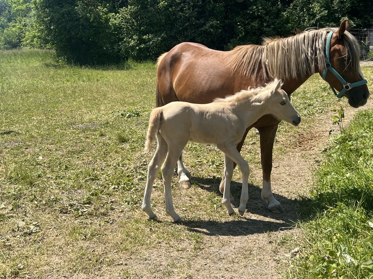 Deutsches Reitpony Hengst Fohlen (05/2026) Palomino in Kottingbrunn