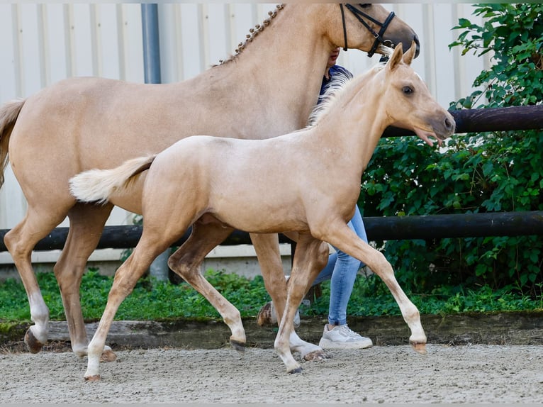 Deutsches Reitpony Hengst Fohlen (06/2024) Palomino in Gersten