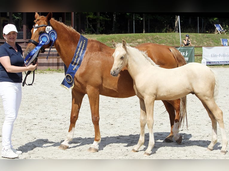 Deutsches Reitpony Hengst Fohlen (05/2025) Palomino in Loissin