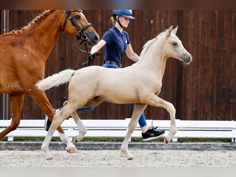 Deutsches Reitpony Hengst Fohlen (05/2025) Palomino in Loissin