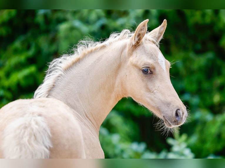 Deutsches Reitpony Hengst Fohlen (05/2025) Palomino in Loissin