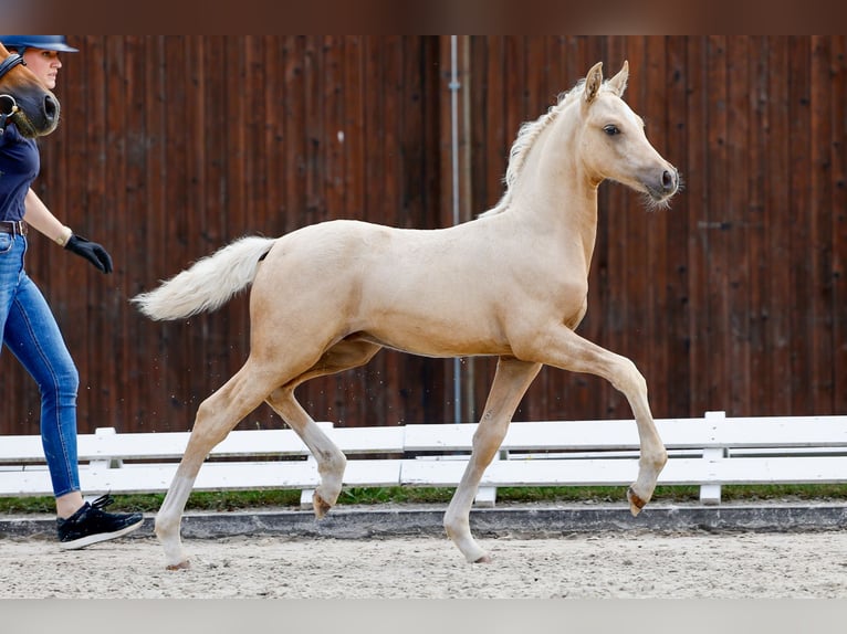 Deutsches Reitpony Hengst Fohlen (05/2025) Palomino in Loissin