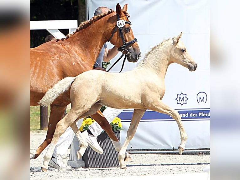 Deutsches Reitpony Hengst Fohlen (05/2025) Palomino in Loissin