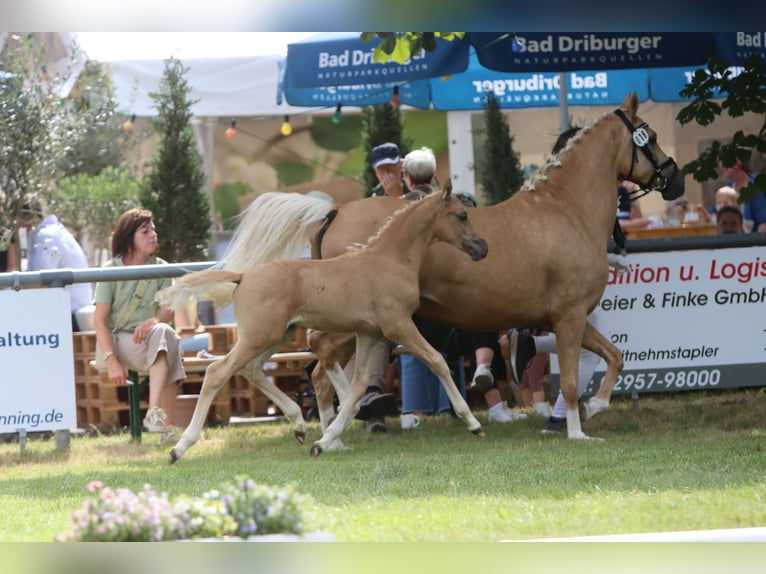 Deutsches Reitpony Hengst Fohlen (05/2026) Palomino in Lübbecke