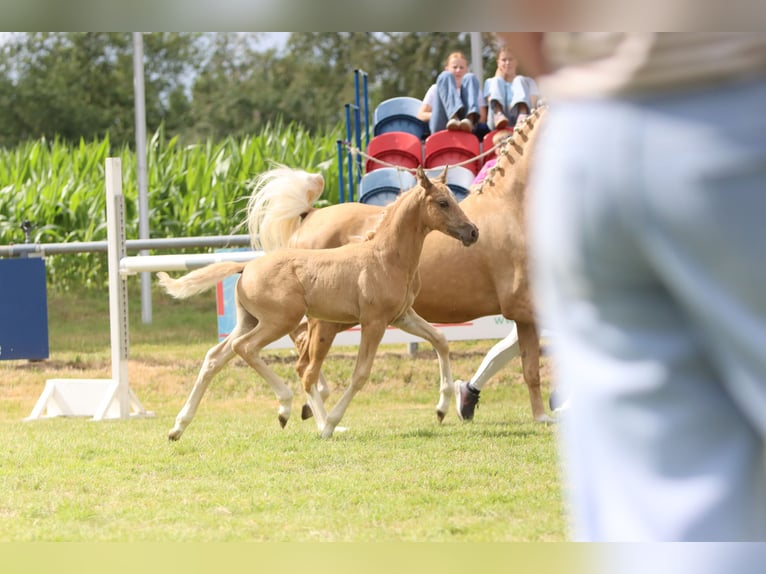 Deutsches Reitpony Hengst Fohlen (05/2026) Palomino in Lübbecke