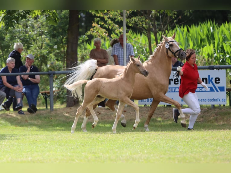 Deutsches Reitpony Hengst Fohlen (05/2026) Palomino in Lübbecke