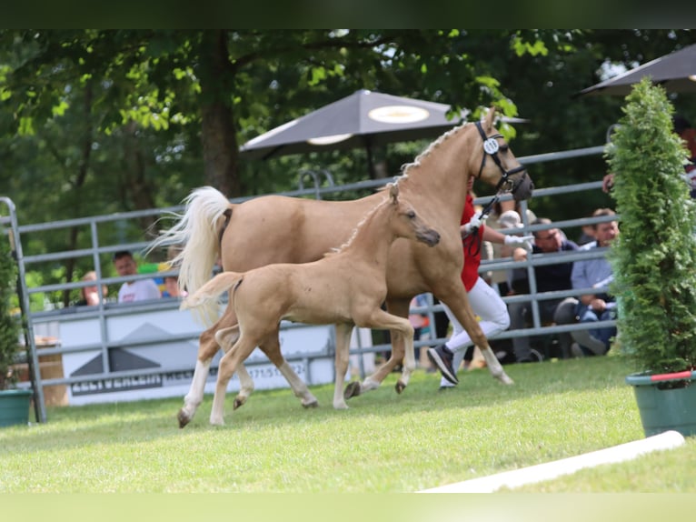 Deutsches Reitpony Hengst Fohlen (05/2026) Palomino in Lübbecke