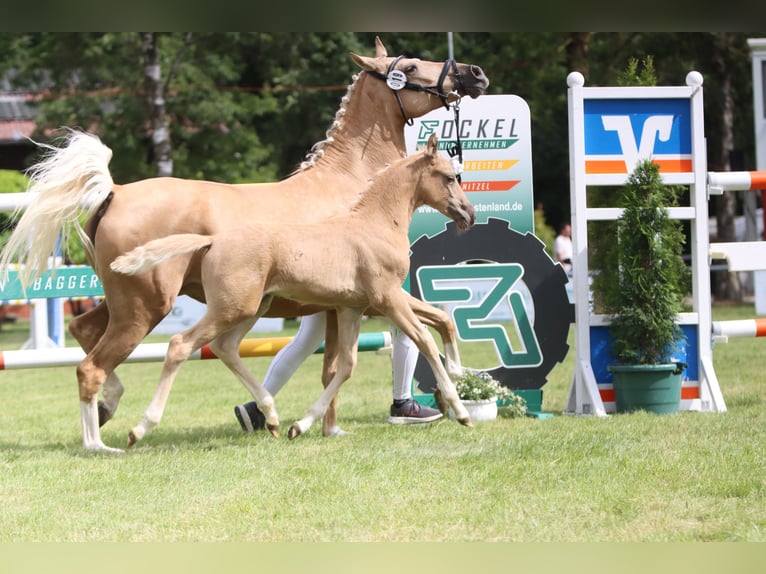 Deutsches Reitpony Hengst Fohlen (05/2026) Palomino in Lübbecke
