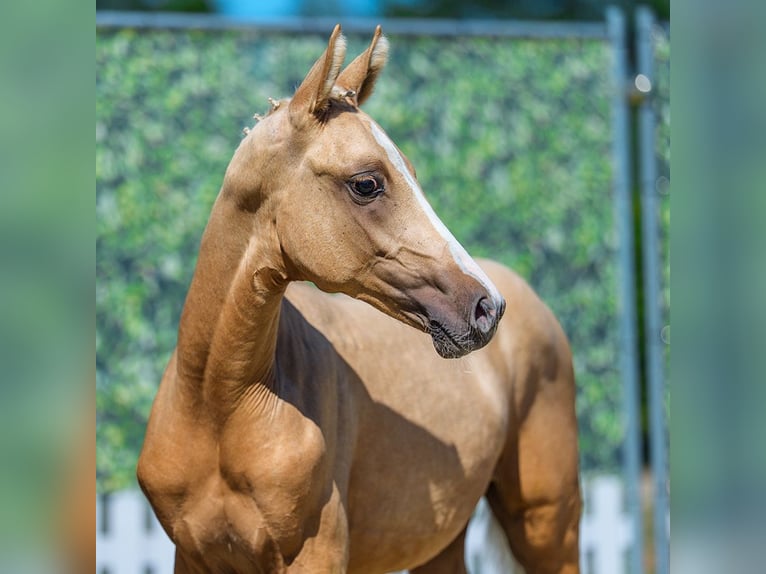 Deutsches Reitpony Hengst Fohlen (03/2026) Palomino in Mnster-Handorf