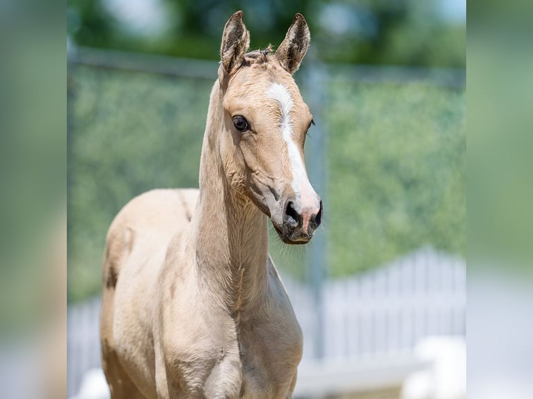 Deutsches Reitpony Hengst Fohlen (04/2026) Palomino in Mnster-Handorf