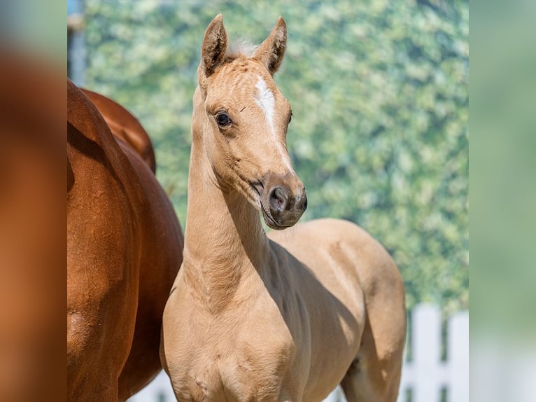Deutsches Reitpony Hengst Fohlen (05/2026) Palomino in Mnster-Handorf