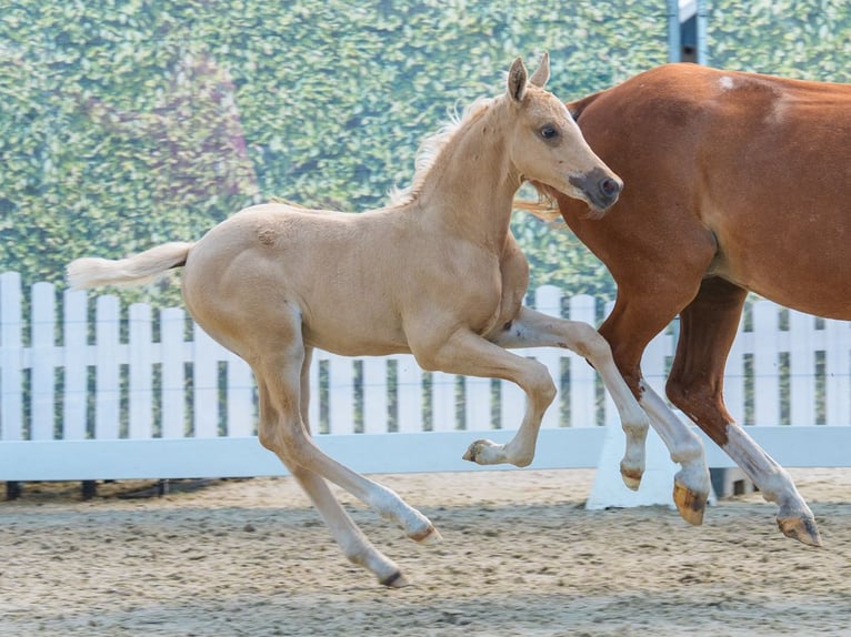 Deutsches Reitpony Hengst Fohlen (05/2026) Palomino in Mnster-Handorf