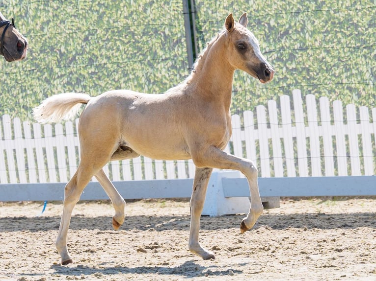 Deutsches Reitpony Hengst Fohlen (04/2026) Palomino in Mnster-Handorf