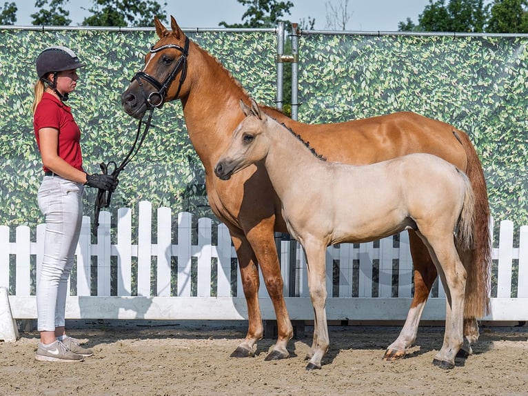 Deutsches Reitpony Hengst Fohlen (05/2025) Palomino in M&#xFC;nster-Handorf