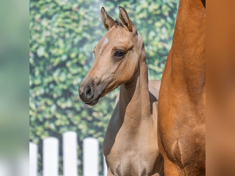 Deutsches Reitpony Hengst Fohlen (05/2025) Palomino in M&#xFC;nster-Handorf