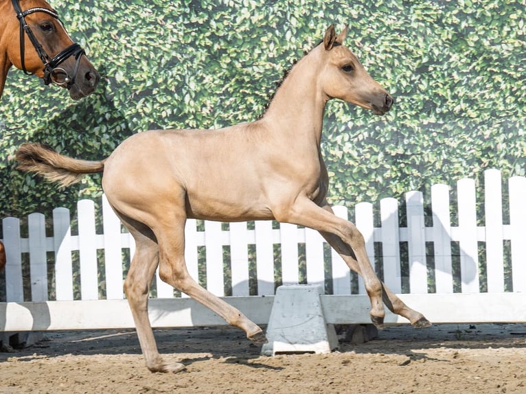 Deutsches Reitpony Hengst Fohlen (05/2025) Palomino in M&#xFC;nster-Handorf