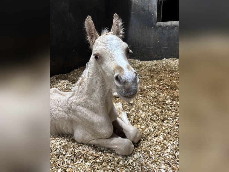 Deutsches Reitpony Hengst  Palomino in Billerbeck