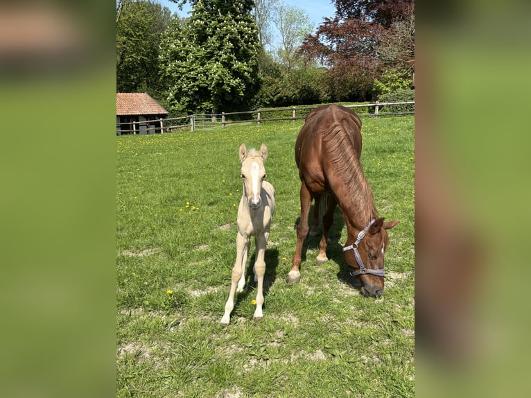 Deutsches Reitpony Hengst  Palomino in Billerbeck