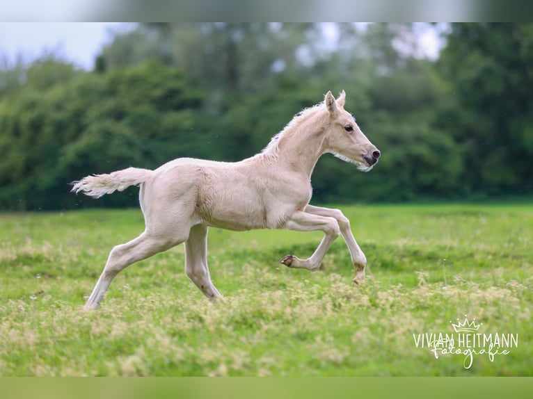 Deutsches Reitpony Hengst Fohlen (05/2026) Palomino in Bottrop