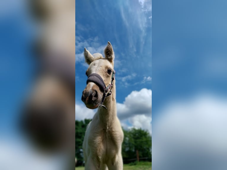 Deutsches Reitpony Hengst Fohlen (05/2026) Palomino in Bottrop