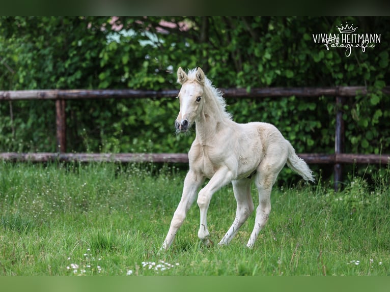 Deutsches Reitpony Hengst Fohlen (05/2026) Palomino in Bottrop