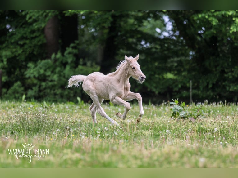 Deutsches Reitpony Hengst Fohlen (05/2026) Palomino in Bottrop