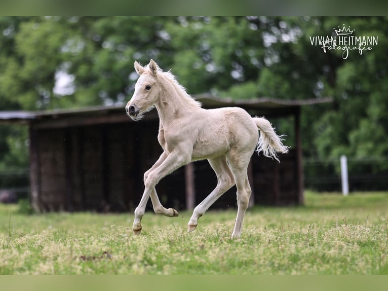 Deutsches Reitpony Hengst Fohlen (05/2026) Palomino in Bottrop