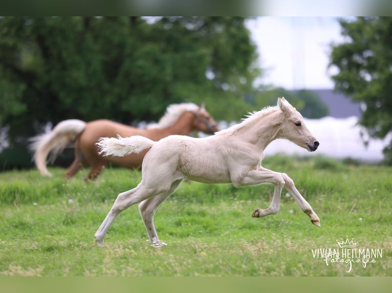 Deutsches Reitpony Hengst Fohlen (05/2026) Palomino in Bottrop
