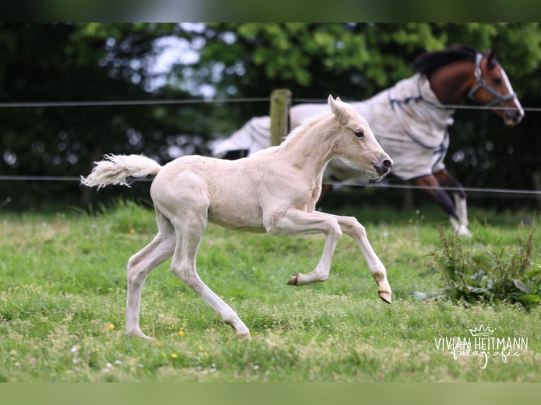 Deutsches Reitpony Hengst Fohlen (05/2026) Palomino in Bottrop