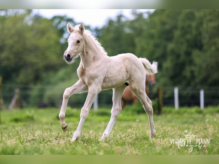 Deutsches Reitpony Hengst Fohlen (05/2026) Palomino in Bottrop